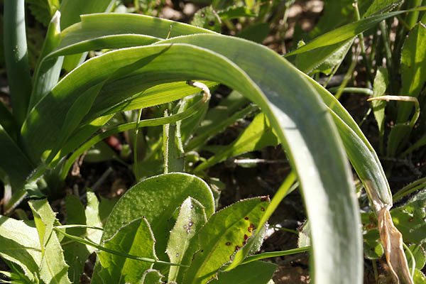 Flora of Israel online, Native plants, Palestine