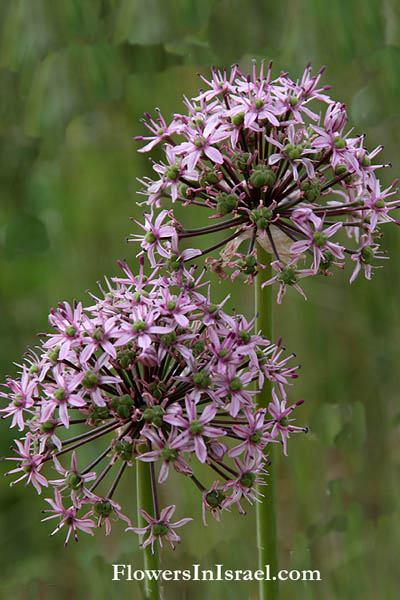 Allium tel-avivense, Tel Aviv Garlic, שום תל-אביב