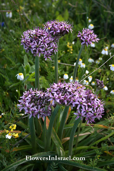 Flora of Israel online, Native plants, Palestine