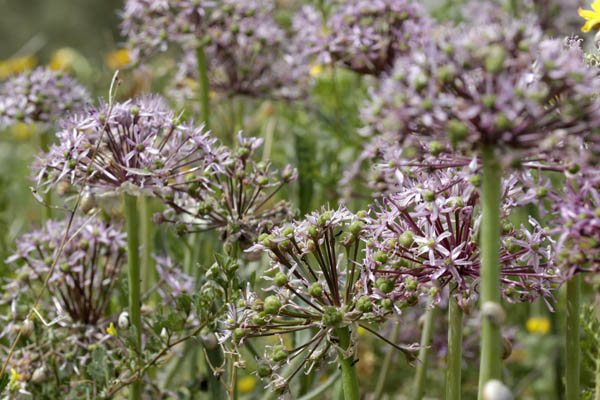 Allium tel-avivense, Tel Aviv Garlic, שום תל-אביב