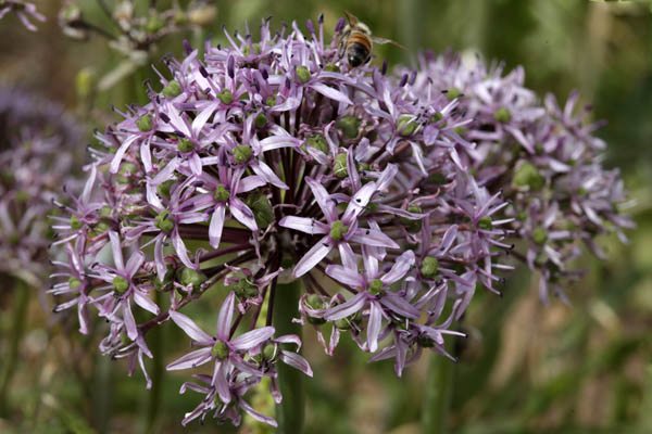 Allium tel-avivense, Tel Aviv Garlic, שום תל-אביב