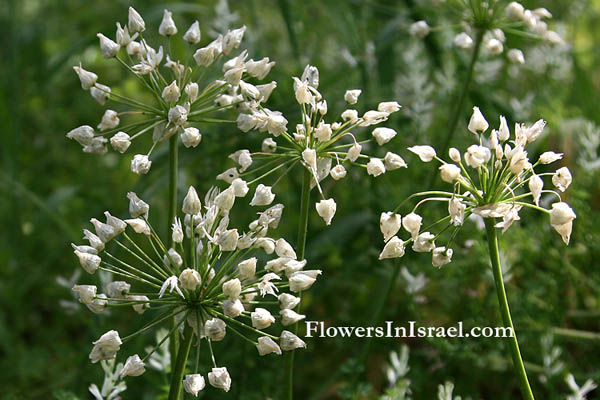 Allium trifoliatum, Hirsute garlic, Pink garlic, שום שעיר, الثوم ثلاثي الأوراق 