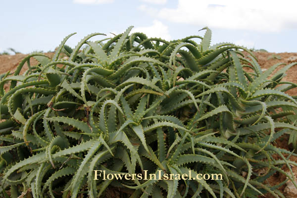 Flora of Israel online