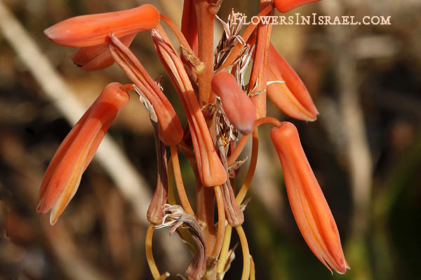 Aloe vera,Aloe vulgaris,Aloe barbadensis, Medicinal aloe, True Aloe, Barbados Aloe, الصبر الحقيقي ,אלוי אמתי