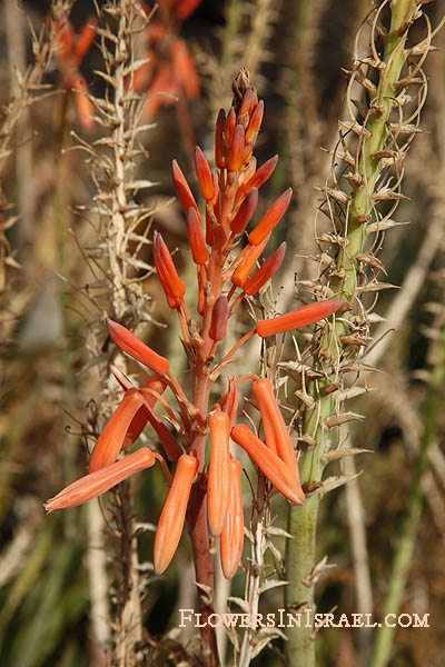 Aloe vera, true aloe: House and medicinal plant 