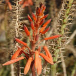 Aloe vera, Israel, Orange Flowers