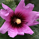 Althaea setosa, Israel, Pink Flowers