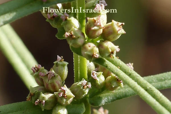 Flora en Israel: Ammannia prieureana, Red stem tooth cup, אמניה רבת-פרחים