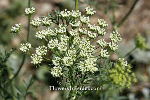 Israel Fleurs sauvages (פרחי בר בישראל)