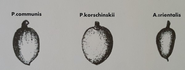 Prunus korschinskii, Amygdalus korschinskii, Wild Almond, שקד קטן-עלים ,  خوخ كورشنسكي 