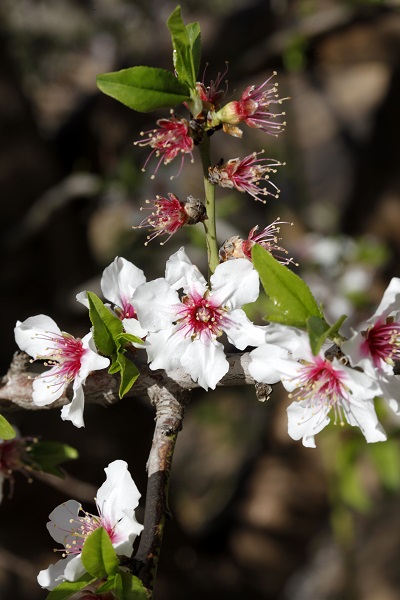 Prunus korschinskii, Amygdalus korschinskii, Wild Almond, שקד קטן-עלים ,  خوخ كورشنسكي 