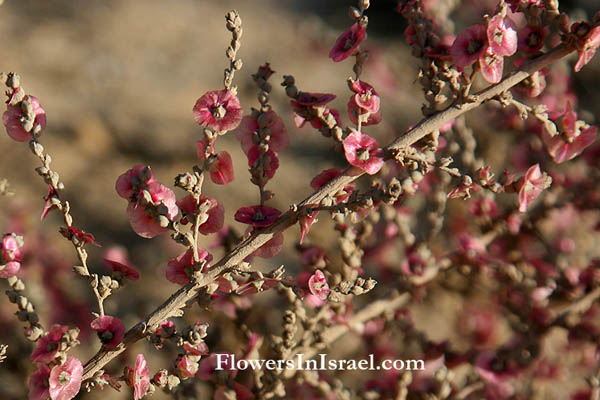 Anabasis articulata, Salsola articulata,Berry bearing glasswort, Jointed Anabis, יפרוק המדבר