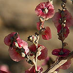 Anabasis articulata, Flowers, Israel