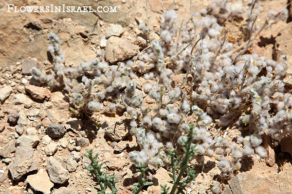 Flora of Israel online, Native plants