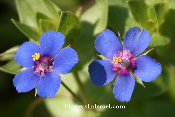 pimpernel plant