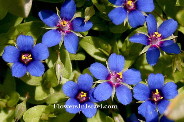 pimpernel plant