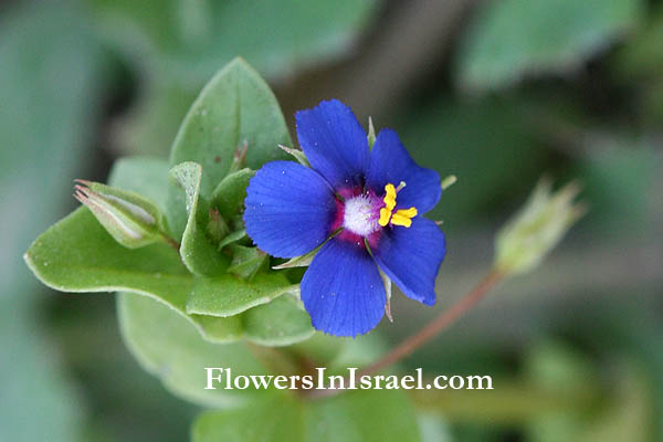 Anagallis arvensis, Scarlet Pimpernel,Poor man's weatherglass, מרגנית השדה,עין התכלת