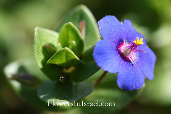 Anagallis arvensis, Scarlet Pimpernel, Shepherd's Barometer,<br> Poor man's weatherglass, عين القط ,מרגנית השדה 