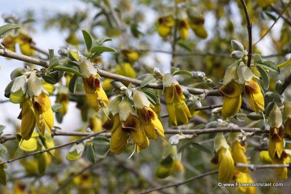 Anagyris foetida,Stinking bean trefoil, Mediterranean Stinkbush, צחנן מבאיש ,خروب الخنازير , السلمون,Israel Wildflowers