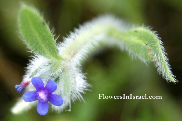 פרחים וצמחי בר: הורמוצקיה מגובבת