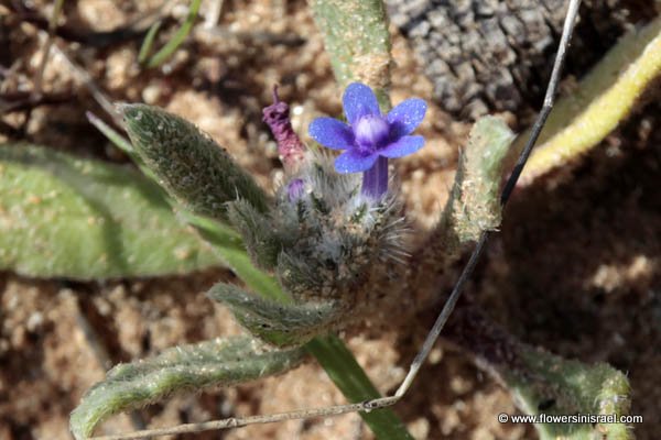 Flora en Israel: Anchusa aggregata, Hormuzakia aggregata, Massed Alkanet, لسان الثور, לשון-פר מגובבת