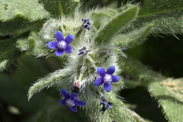 Flora of Israel online