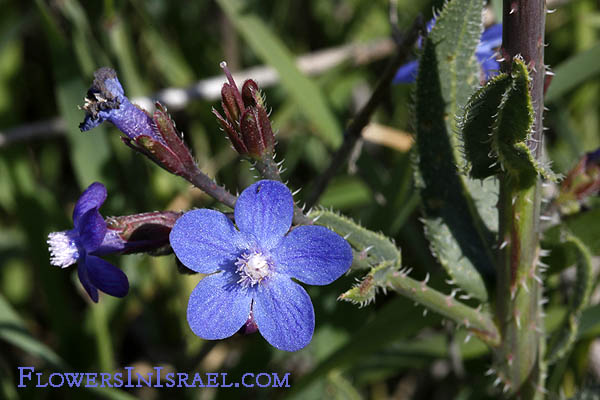 Flowers in Israel: Anchusa strigosa, Prickly Alkanet, לשון-פר סמורה
