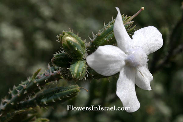  Anchusa strigosa, Prickly Alkanet, לשון-פר סמורה