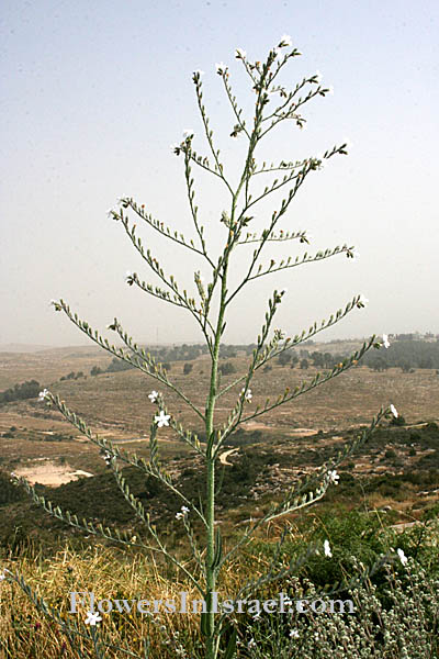Anchusa strigosa, Prickly Alkanet, לשון-פר סמורה