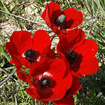 Anemone coronaria, Israel, Red flowers