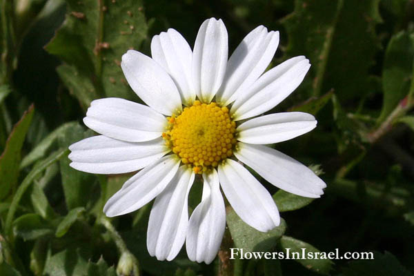 Anthemis leucanthemifoli, Anthemis indurata, Coast Chamomile, بَهار لوقَنْثيمي الوَرَق  ,קחוון החוף