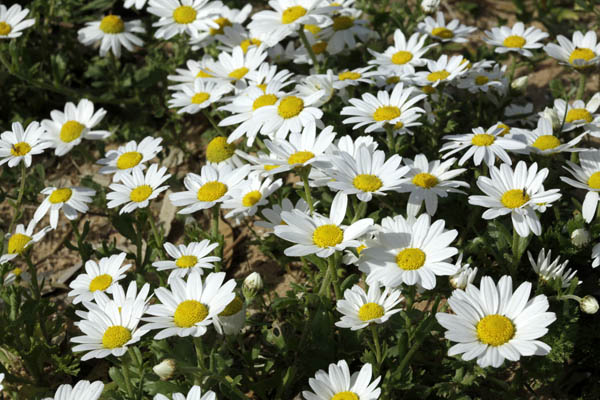 Anthemis leucanthemifolia, Anthemis indurata, Coast Chamomile,
Hebrew: קחוון החוף, Arabic: بَهار لوقَنْثيمي الوَرَق 