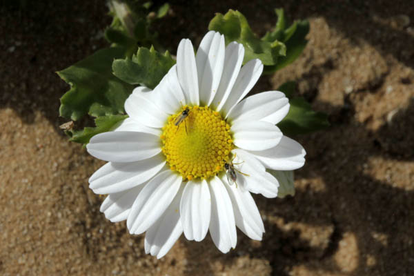 Anthemis leucanthemifolia, Anthemis indurata, Coast Chamomile,
Hebrew: קחוון החוף, Arabic: بَهار لوقَنْثيمي الوَرَق 