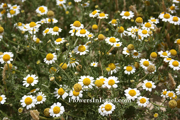 Anthemis melampodina, Negev Chamomile,الأربيان أسود القدم, קחוון הנגב