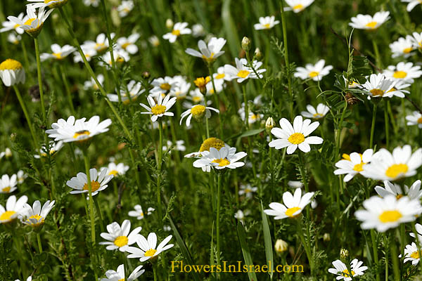 Anthemis pseudocotula, Common Chamomile, קחוון מצוי