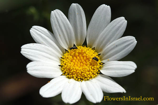 Anthemis pseudocotula, Common Chamomile, קחוון מצוי