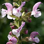 Antirrhinum majus, Israel, Purple Flowers