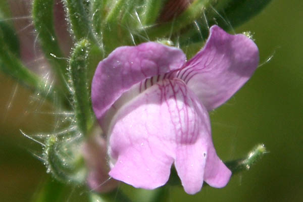 Antirrhinum is a Genus of Plants Commonly Known As Dragon Flowers or  Snapdragons. Foto de Stock - Imagem de mola, israel: 151534768