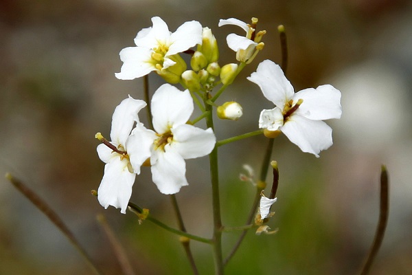 Arabidopsis thaliana, Arabis thaliana, Stenophragma thalianum, Thale Cress, Mouse-ear cress, תודרנית לבנה, رشاد أذن الفأر