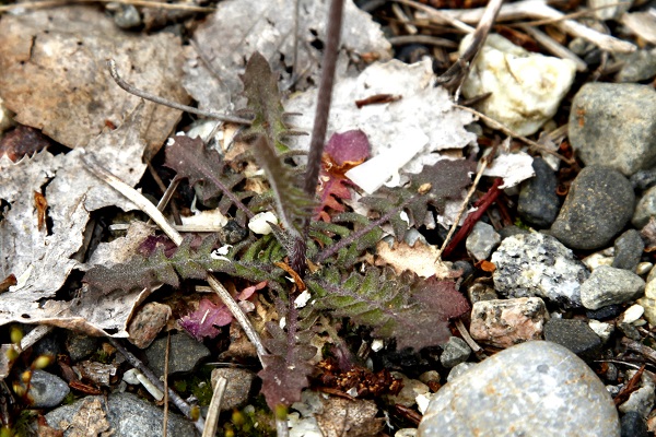 Arabidopsis thaliana, Arabis thaliana, Stenophragma thalianum, Thale Cress, Mouse-ear cress, תודרנית לבנה, رشاد أذن الفأر