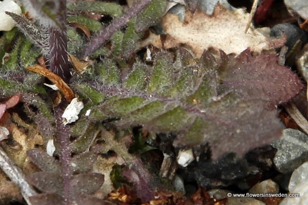 Arabidopsis thaliana, Arabis thaliana, Stenophragma thalianum, Thale Cress, Mouse-ear cress, תודרנית לבנה, رشاد أذن الفأر