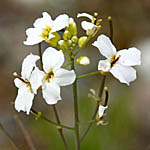 Arabidopsis thaliana, Flowers, Israel