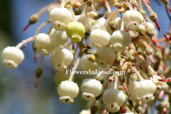 Arbutus andrachne, Eastern Strawberry tree,<br> جناء أحمر ,קטלב מצוי, Janà ahmar