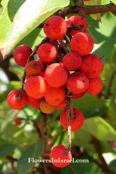 Arbutus andrachne, Eastern Strawberry tree,<br> جناء أحمر ,קטלב מצוי, Janà ahmar