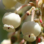 Arbutus andrachne, Flowers, Israel