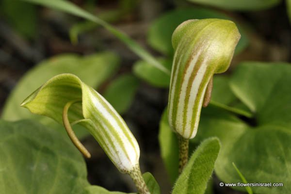 Arisarum vulgare, Friar's Cowl, Arison, Aharon's Rod, لوف / سبط / إيرنا ,לופית מצויה 