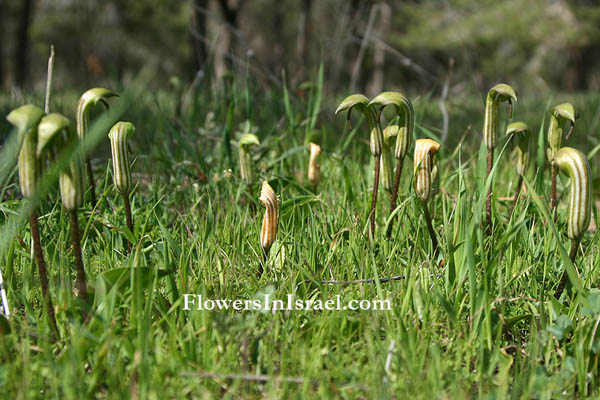 Arisarum vulgare, Friar's Cowl, Arison, Aharon's Rod, لوف / سبط / إيرنا ,לופית מצויה 