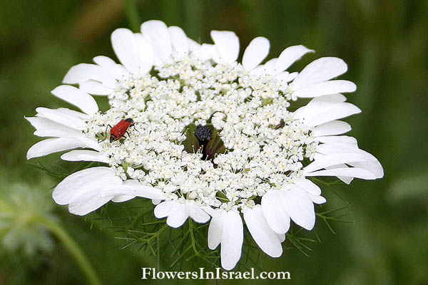 Israel Wildflowers and NativePlants