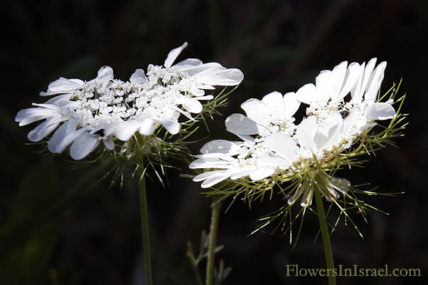 Artedia squamata, Crown Flower,Madonna flower, שפרירה קשקשנית