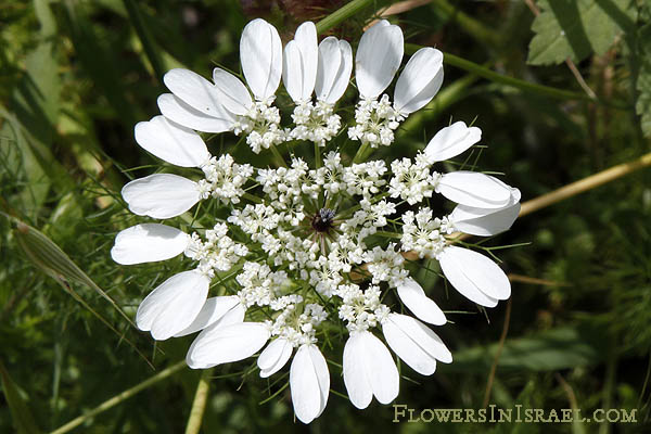 Flowers of Israel online, Native plants, Palestine